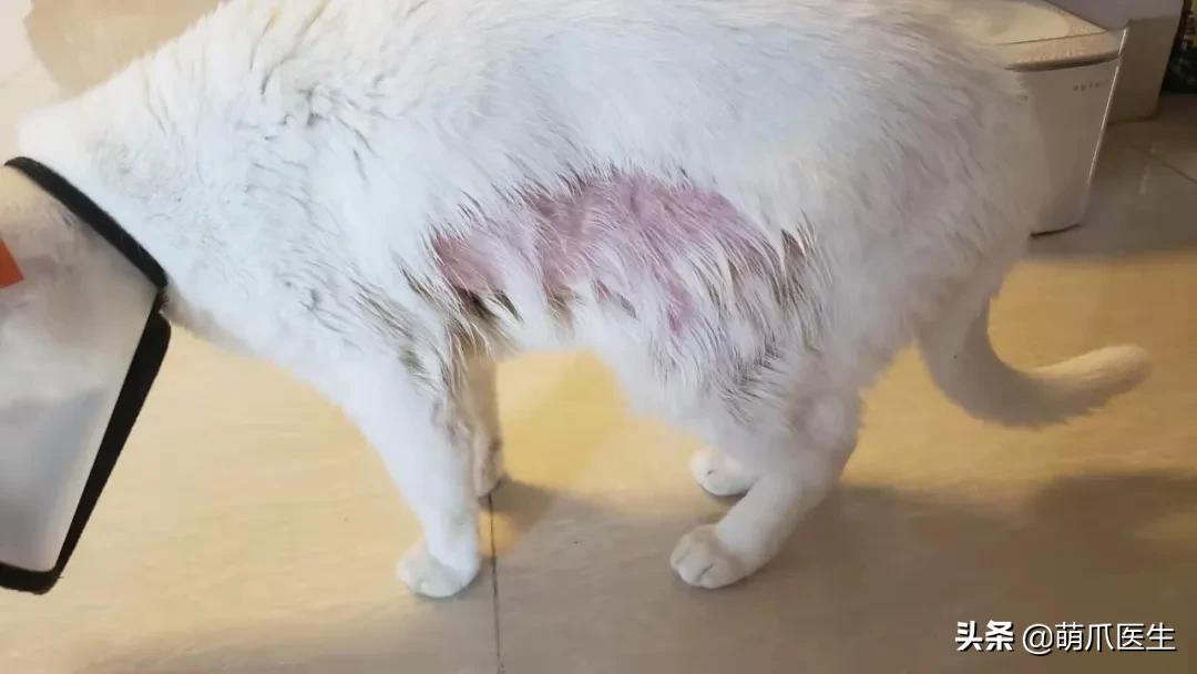 盘点那些手贱的猫咪被烫伤,盘点猫咪被烫过的倒霉瞬间