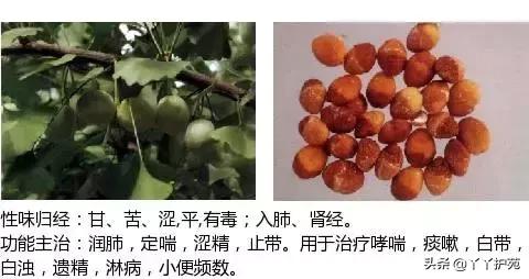 农村身边的中草药主治与功效,中草药全图谱与功效