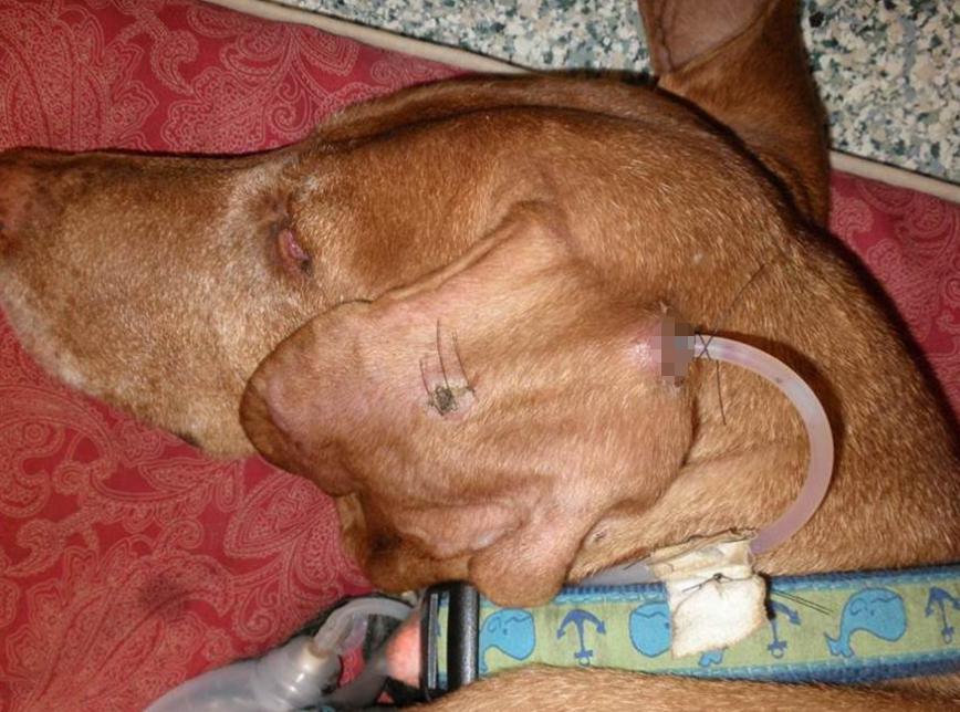 小狗耳朵被咬了个洞能自愈吗,狗狗耳朵血肿的症状及诊断治疗