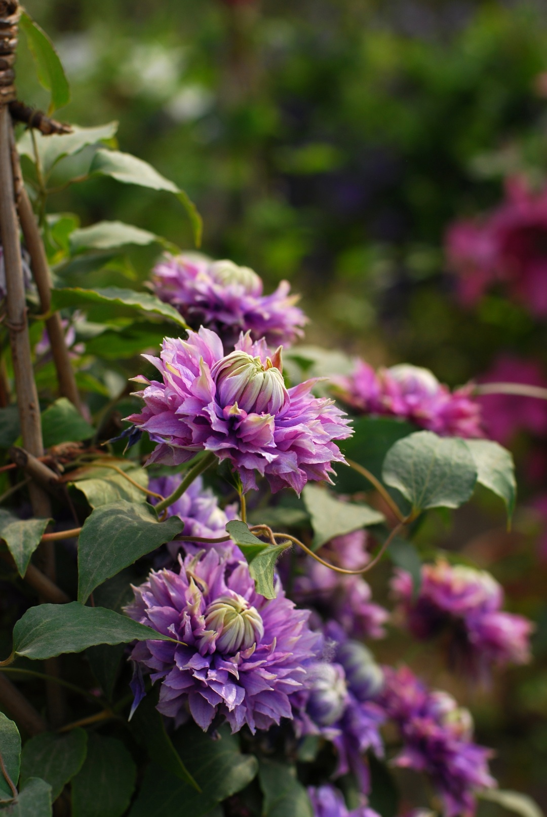 铁线莲卖家推荐,推荐靠谱的铁线莲店铺