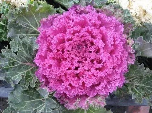 叶牡丹羽衣甘蓝,多头叶牡丹羽衣甘蓝