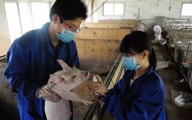 猪吃饲料中毒症状,猪吃豆粕中毒怎么办