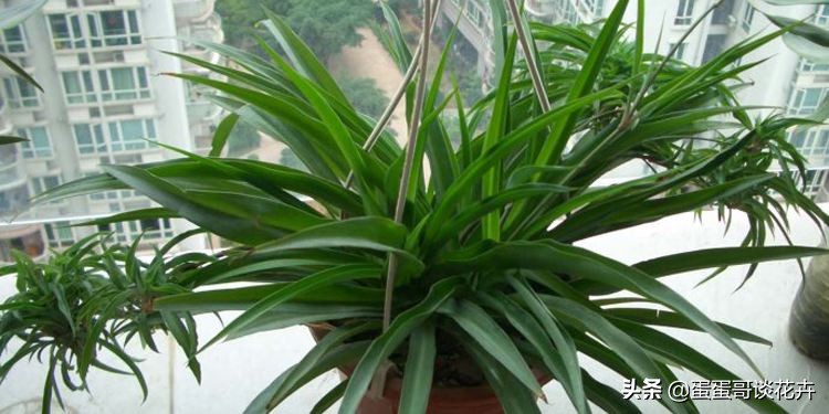 吊兰发软黄叶怎么办,吊兰软塌塌的怎么办