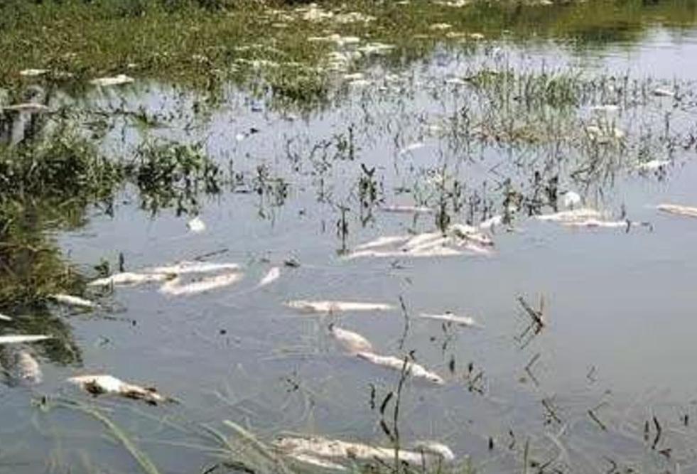 欧洲麦穗鱼泛滥,麦穗鱼入侵哪些国家