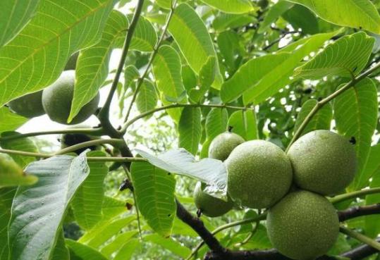 核桃种植“不丰产”也许你忽略了这几个“关键点”