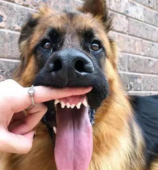 德国牧羊犬被哪些地方禁养,德国牧羊犬为什么不建议养