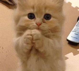 小奶猫太粘人了怎么办,小奶猫太粘人不停的叫