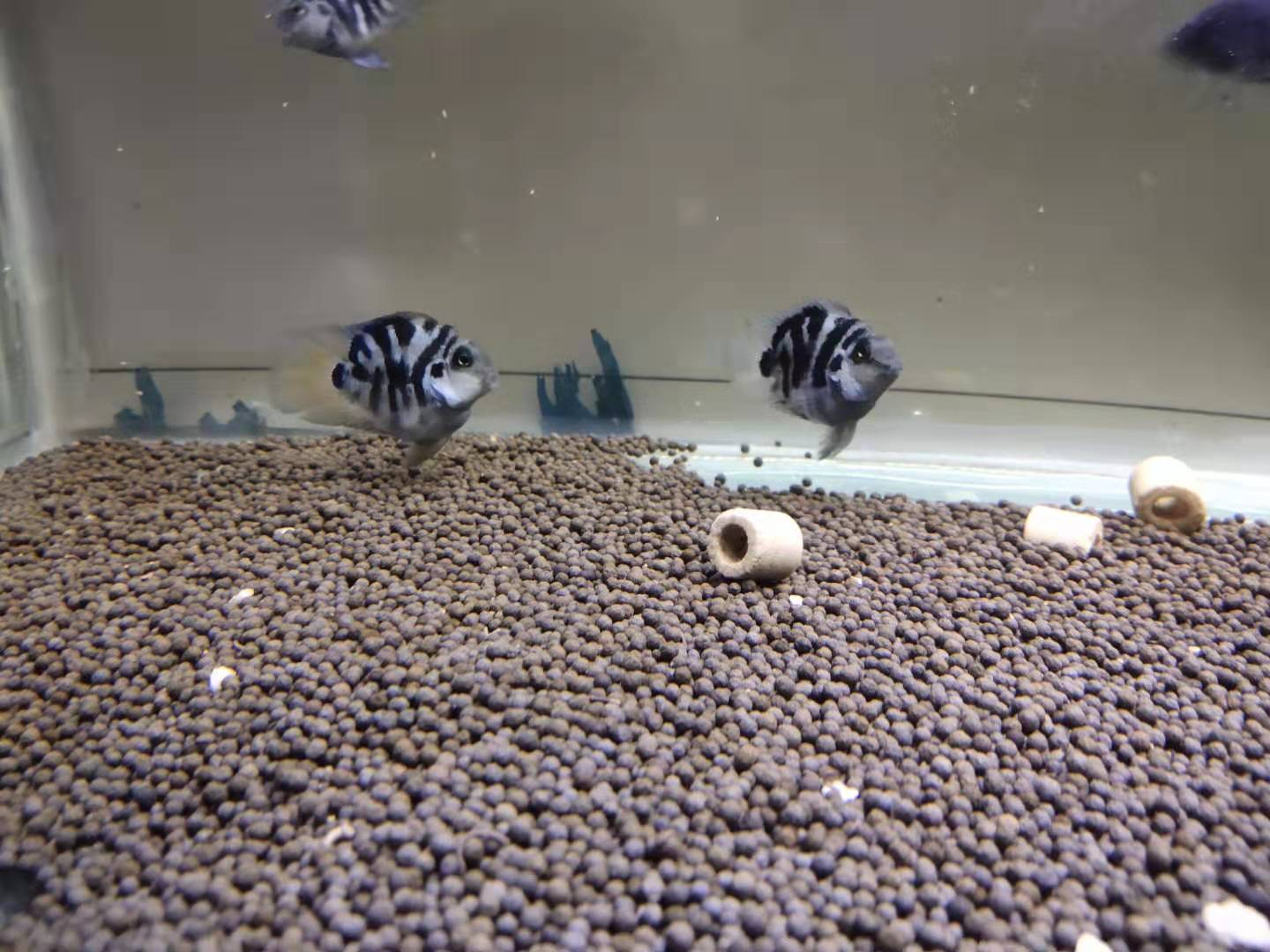 三湖鱼打架,三湖慈鲷鱼打架怎么办