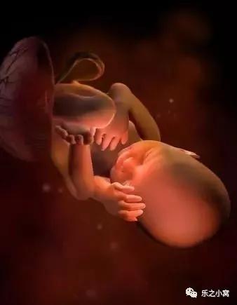 孕期胎儿成长图鉴,孕期胚胎成长图片