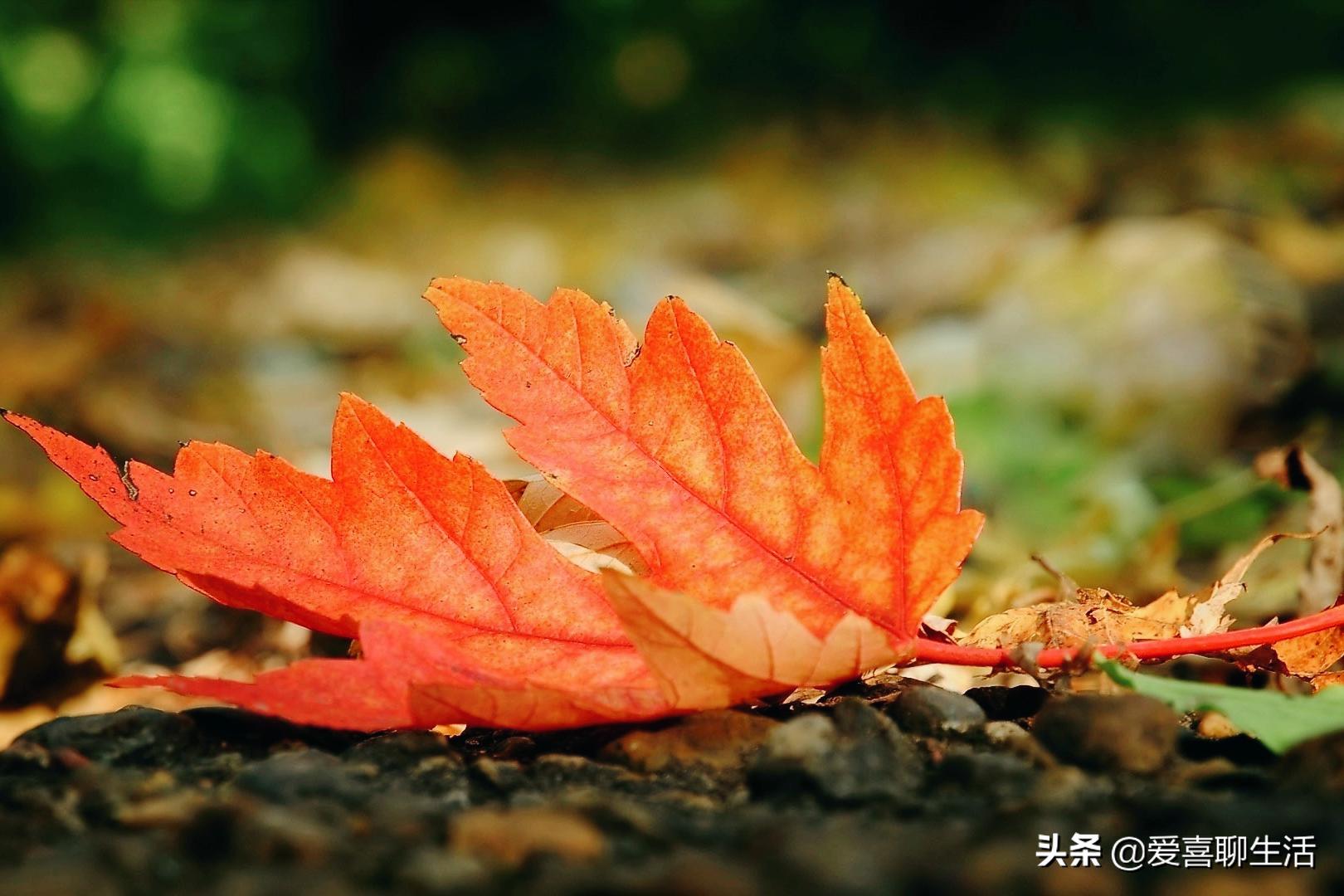 立秋之后老人吃什么补身体,立秋后老人吃什么水果最好