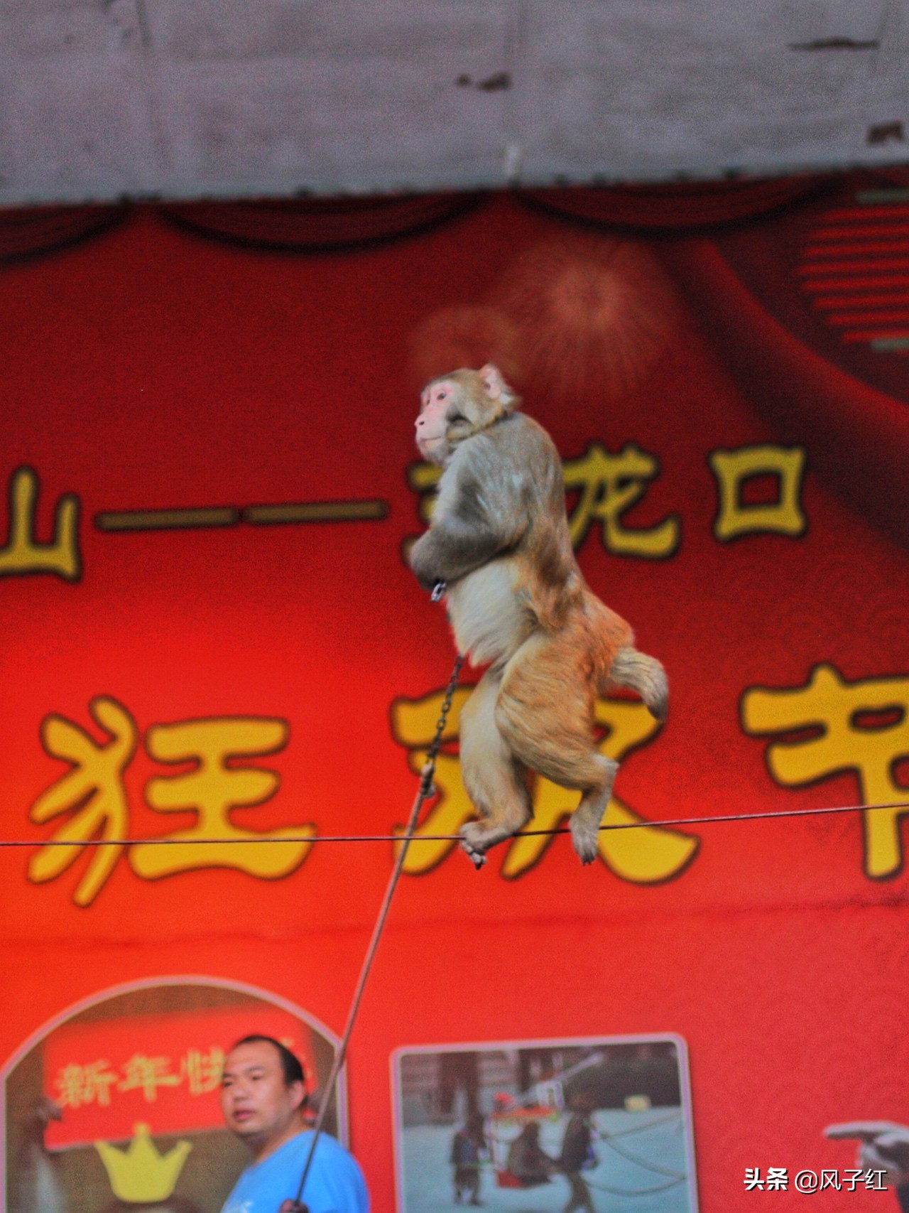 中国哪里的野生猕猴多,河南野生猕猴