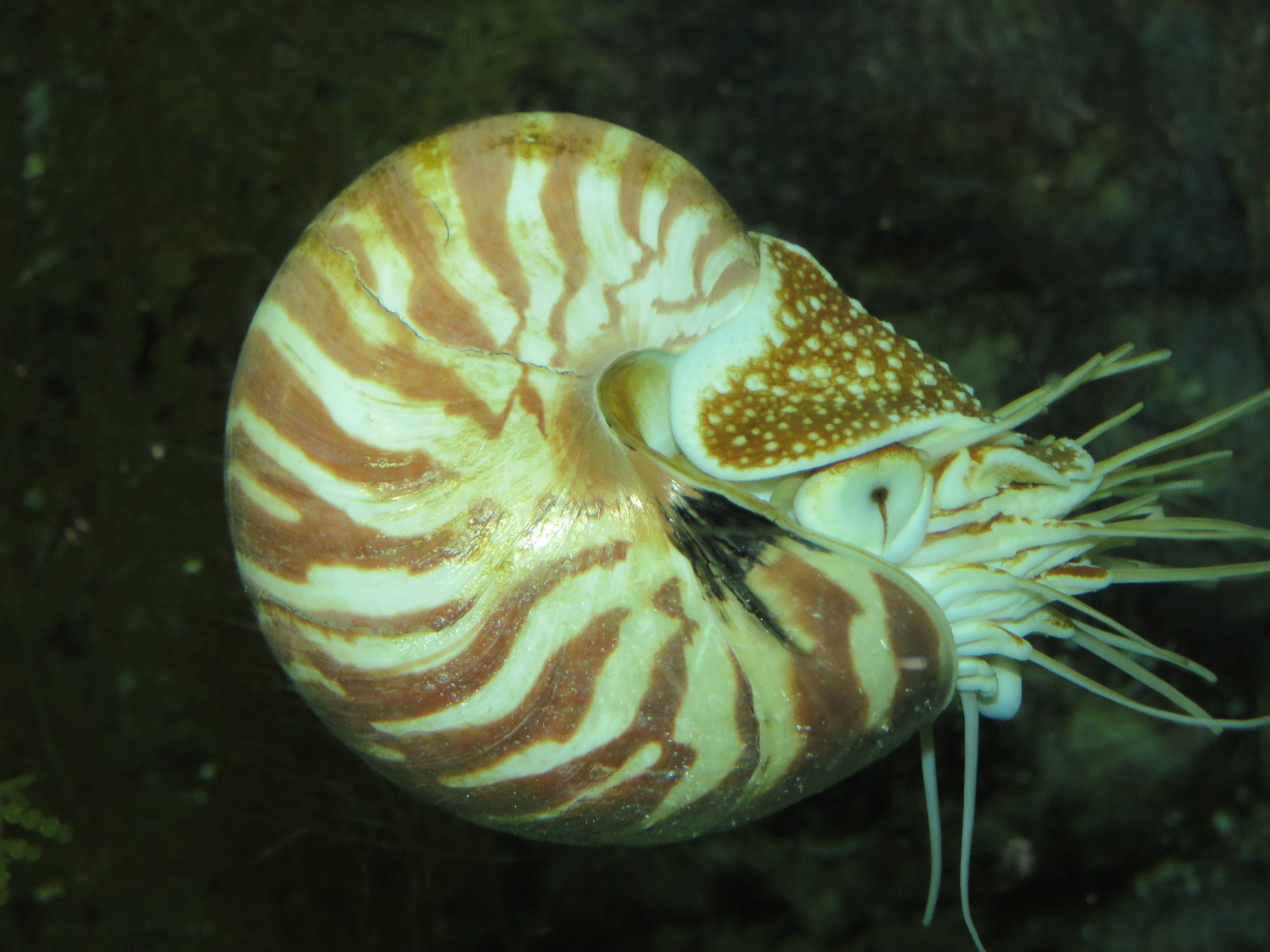 鹦鹉螺结构原理的运用,鹦鹉螺启发人类建造潜艇