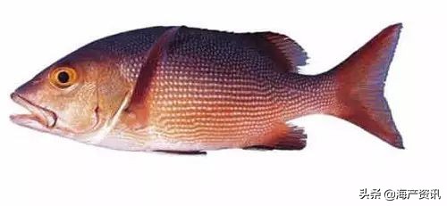 顶级海鲜鱼类大全图解,常见海鲜鱼类哪些便宜