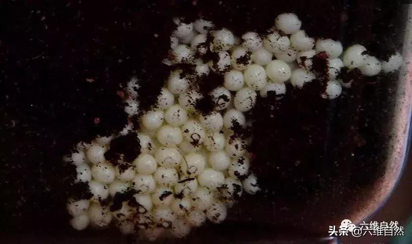 吃植物吃土吃水泥,还有什么是它不能食?非洲大蜗牛入侵世界各地