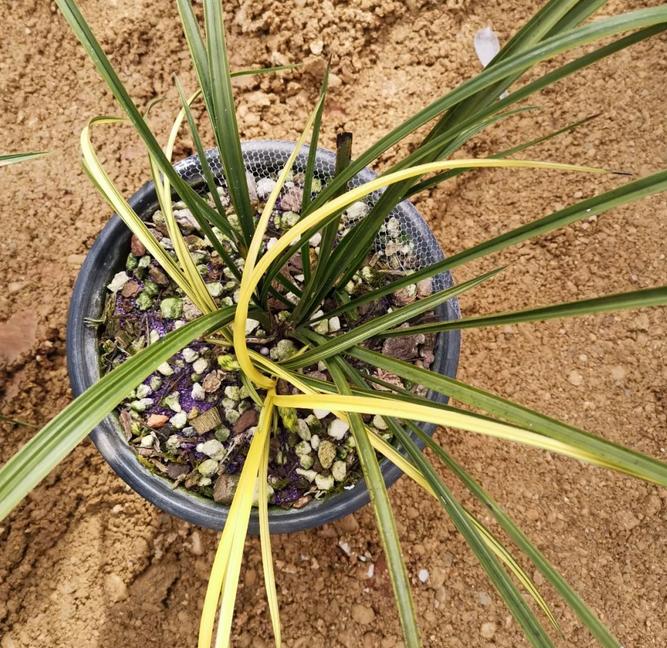 惠水第29届兰博会兰花获奖图片,惠水国际兰花展