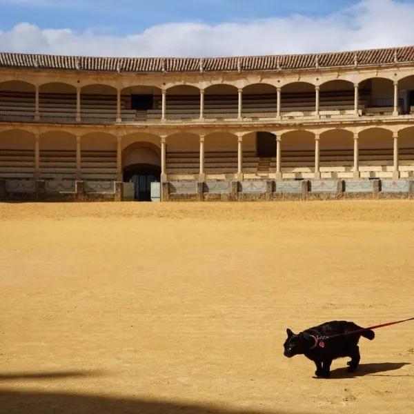 拥有“私家园林”，游遍世界各地，这些猫咪的生活太让人羡慕了吧