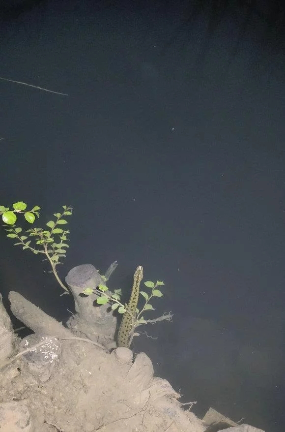 野外钓鱼遇见蛇打不打,去野外钓鱼碰到蛇