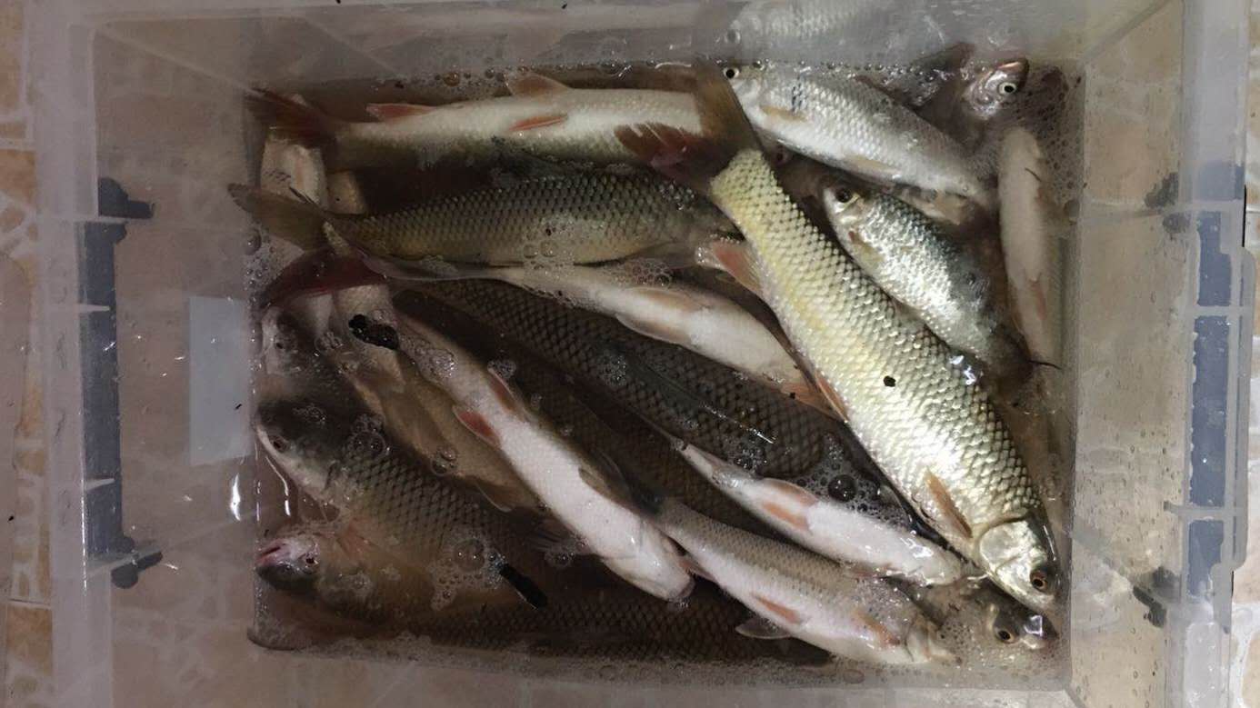 野钓鲮鱼调漂最佳方法,钓鲮鱼台钓调漂的正确方法