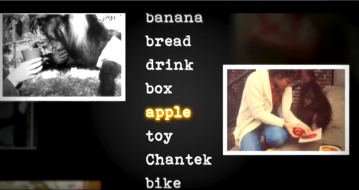 一只上过大学的猩猩试图成为人类，但现实给了它一记重锤