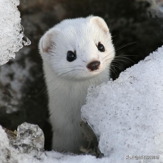 一年捕鼠3500只完整视频,一年灭鼠35万只老鼠