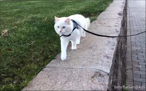 辟谣不能养猫,辟谣猫狗