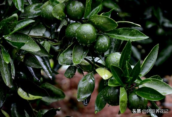 北方柑橘怎样枝繁叶茂,盆栽柑橘怎么避免黄叶