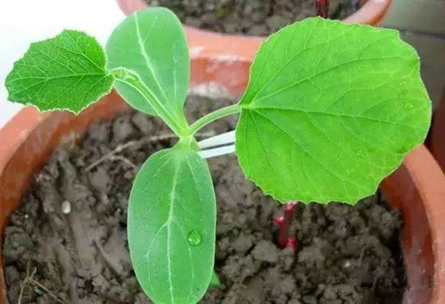 葫芦种阳台上怎么授粉,阳台上种小葫芦怎样架起来