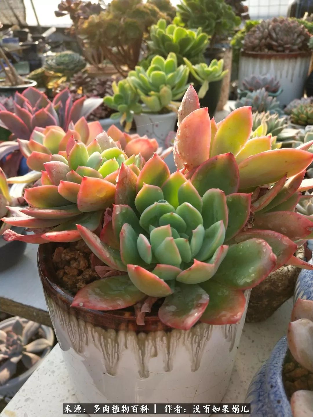 明人不说暗话，我为多肉而来！