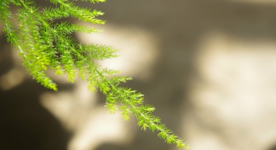 家养植物常见病虫害及防治方式,室内植物常见病虫害有哪些