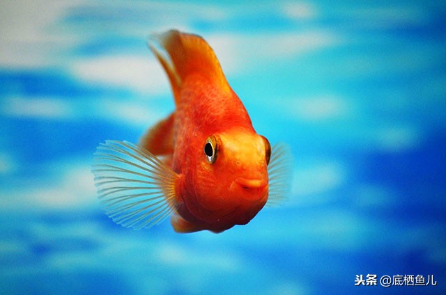 鱼眩晕怎么办呢,鱼腰偏头痛