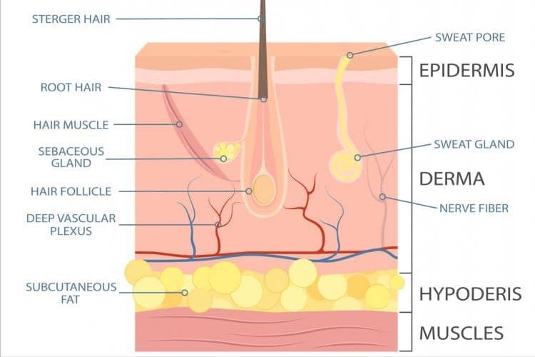 减肥后皮肤松弛怎么调理图解,如何解决减肥后皮肤松弛的问题