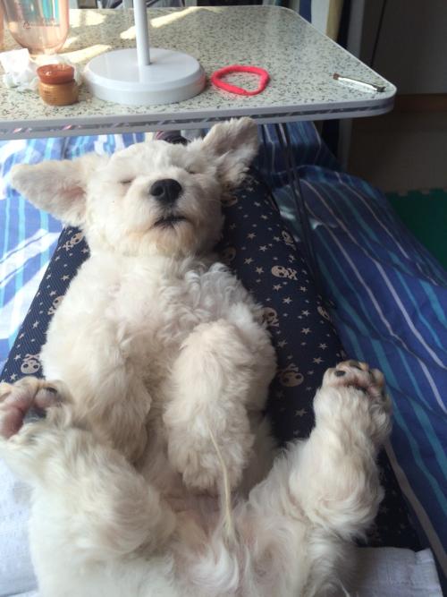 比熊睡在地板上有什么危害,比熊睡在枕头上