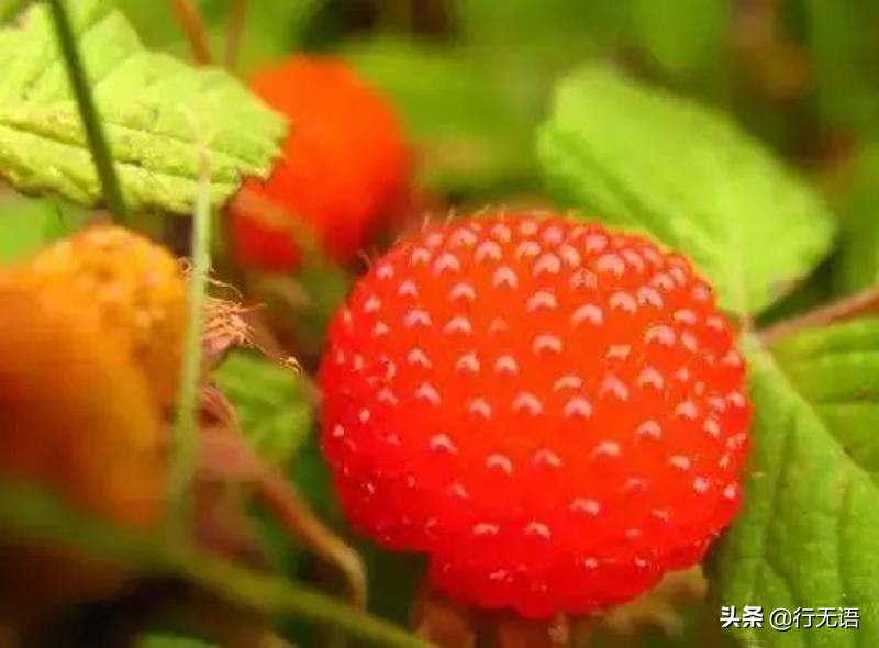 有趣的农村生活食物,农村生活农村娃农村美食