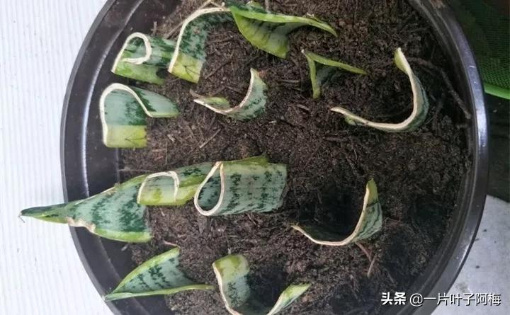 虎皮兰该如何正确养护,虎皮兰叶子发软怎么修剪