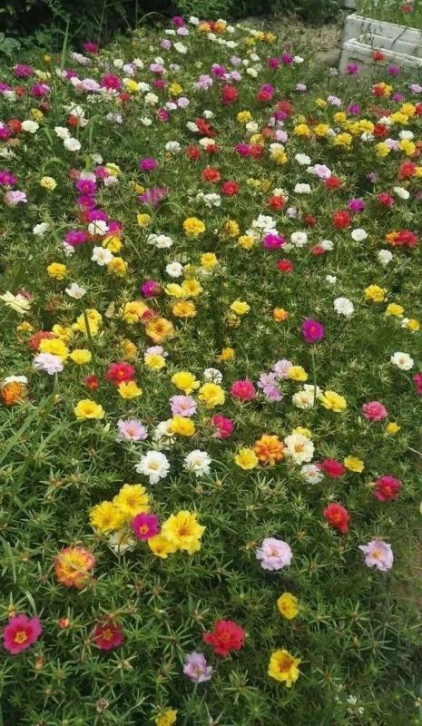 一种泼辣花,酷似“小牡丹”,一个枝子砍8段,插在土里冒白根