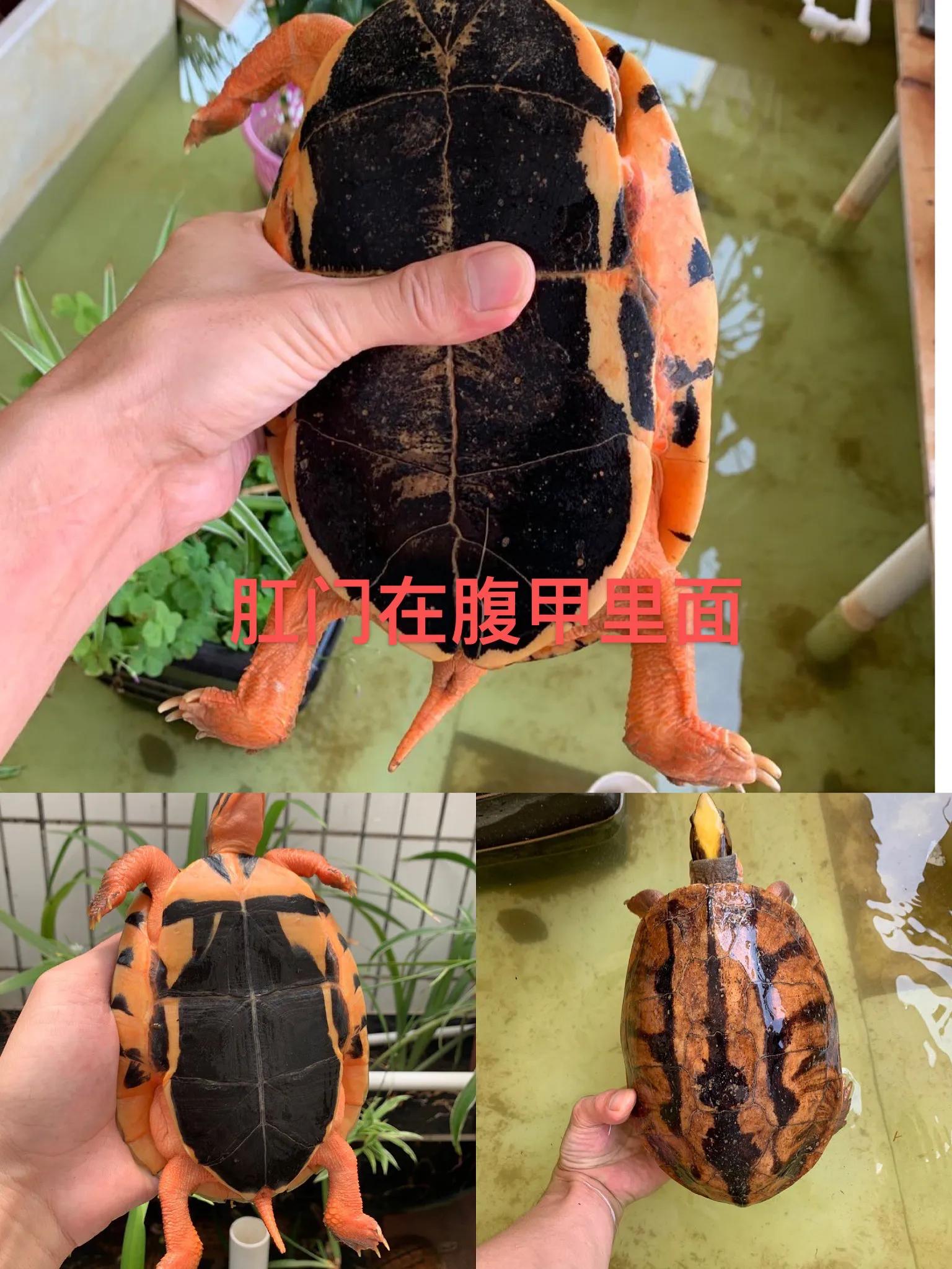 三线闭壳龟之金钱龟大全