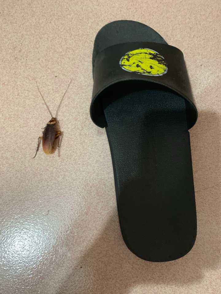 为啥不用鞋子打蟑螂,蟑螂用拖鞋拍死的后果