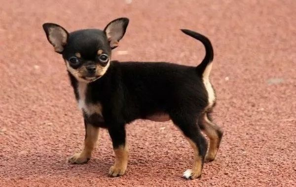 猫狗双全必备清单,猫狗主子的日常