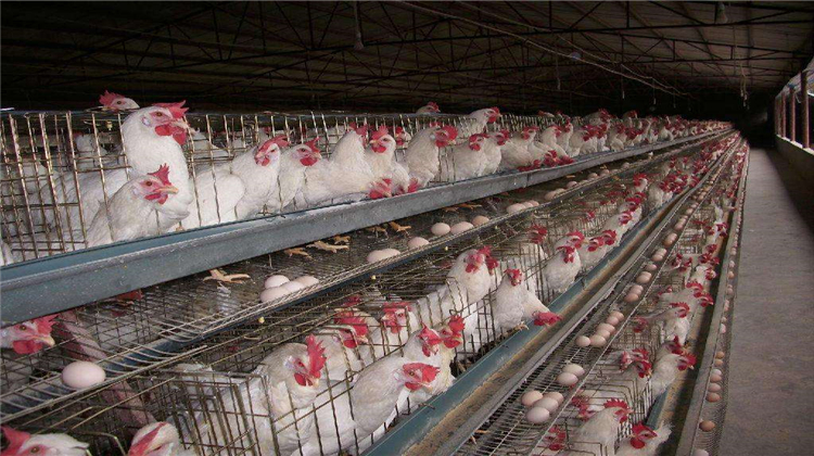 蛋鸡怎么养又保温度又通风,蛋鸡养殖怎么保持鸡蛋新鲜