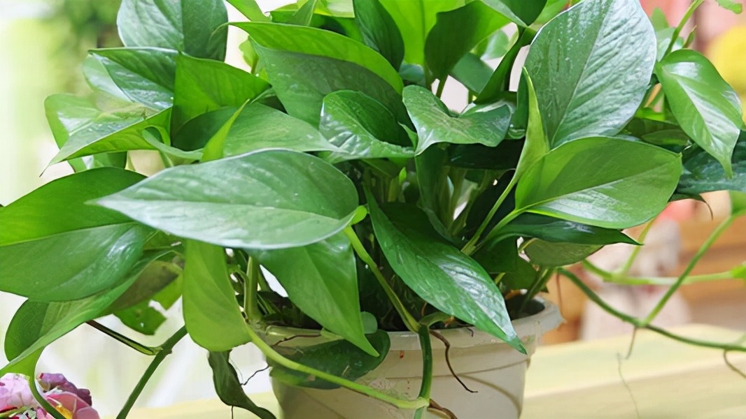 室内适合养这6种花草,9种高级绿植