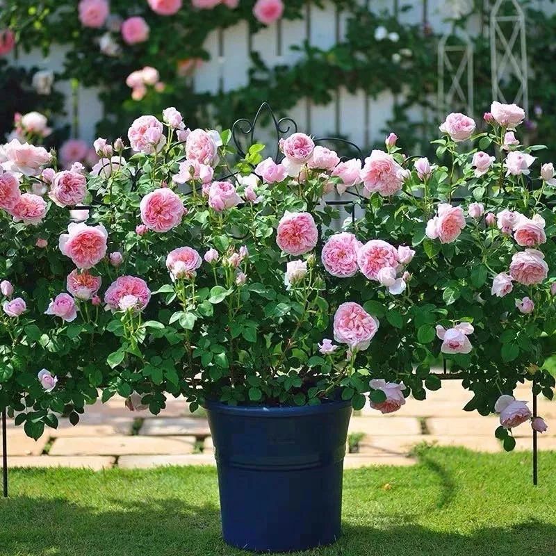 这六种花寓意吉祥好养易活,公认最吉利的4种花