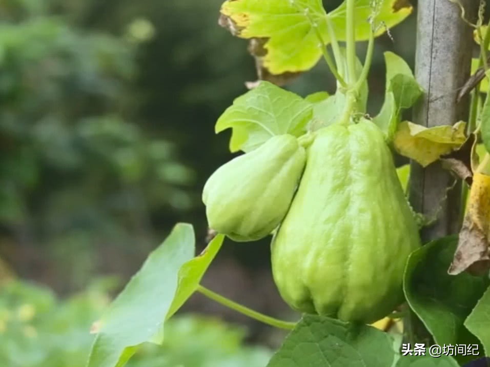 佛手瓜是一种清香美味的瓜类食物,有一种瓜叫做佛手瓜