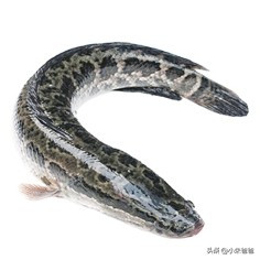 宝宝吃鱼的正确方法和注意事项,宝宝吃鱼更聪明这样吃才更健康