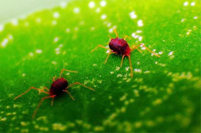 种植大豆需要哪些虫害防治,大豆病虫害图谱及防治方法