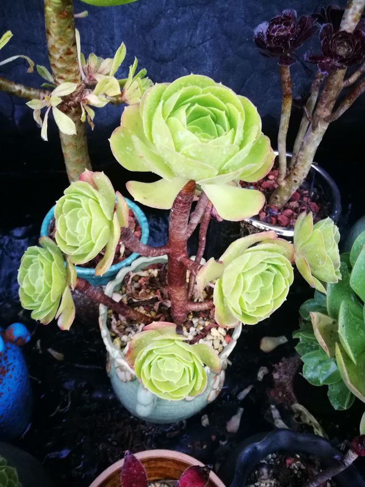 误打误撞的多肉情缘,带我走进多肉小世界!