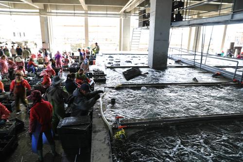 鲍鱼养殖如何赚钱,人工养殖鲍鱼