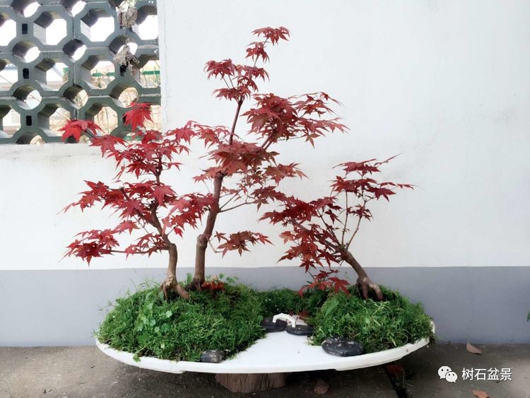 杨派盆景传承人,杨派盆景非遗传承人