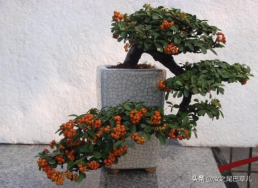 结紫色小果子的植物有哪些,什么植物可以结出好吃的果子