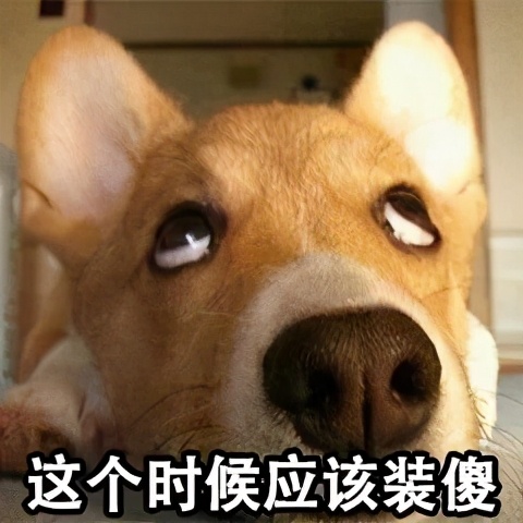 给狗狗取名字会影响它的性格吗,怎么给狗狗起名字才会听话