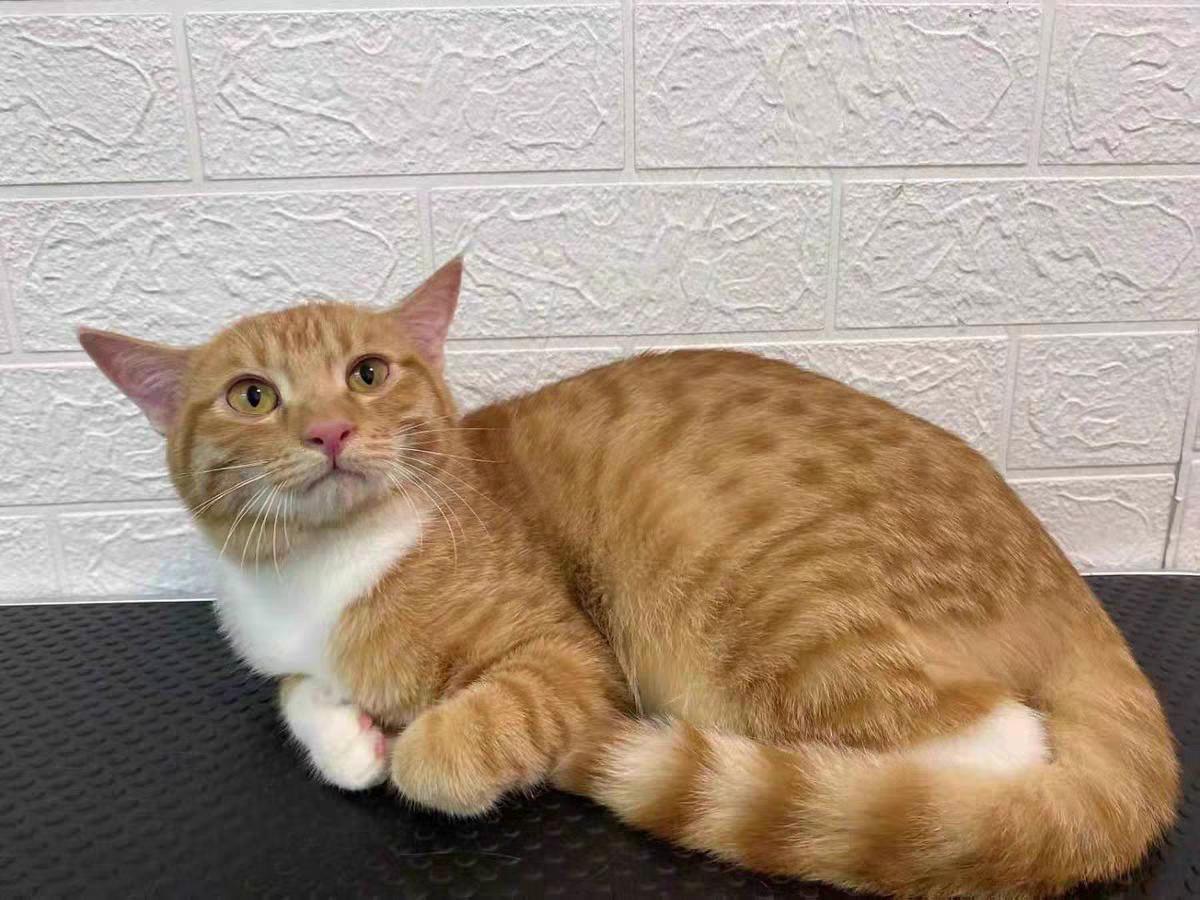 三个月猫咪吃什么牌子猫粮,猫咪的粮食什么牌子好